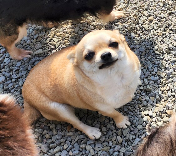 犬 譲ります チワワ(スムース) 徳島県 34370