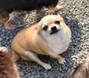 犬の里親 募集 【いと】スムースチワワ女の子 34370