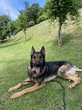 犬の里親 募集 シェパード 男の子3才 34377