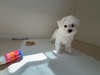 犬の里親 募集 マルシュナ 男の子 生後3ヶ月 34378
