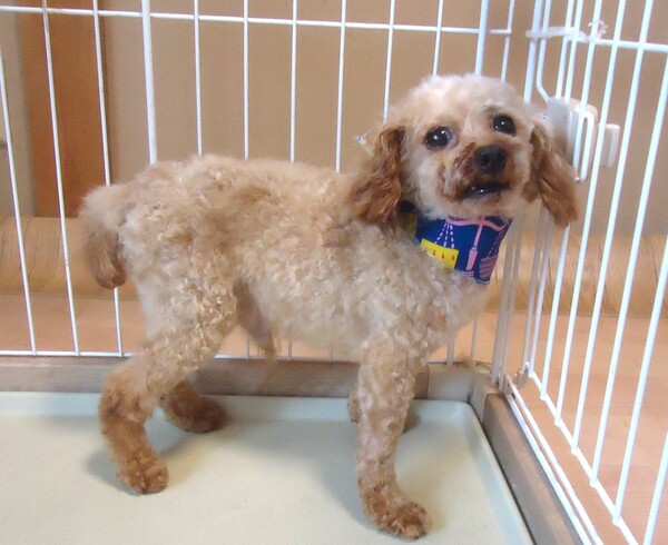 犬 譲ります トイプードル 大阪府 34379