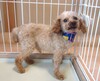 犬の里親 募集 プードル 男の子 34379