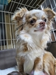 犬の里親 募集 【ラムネ】チワワ2歳チョコマール女の子 34381