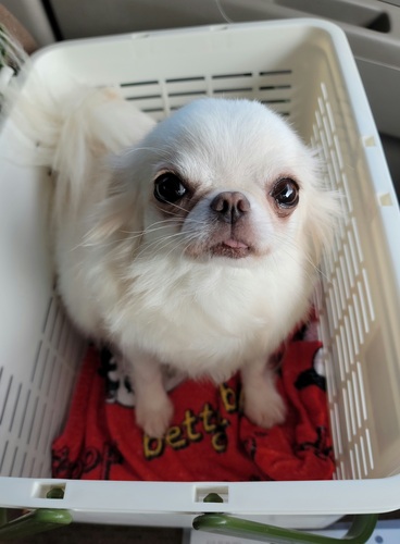 犬 譲ります ロングチワワ 福岡県 34410