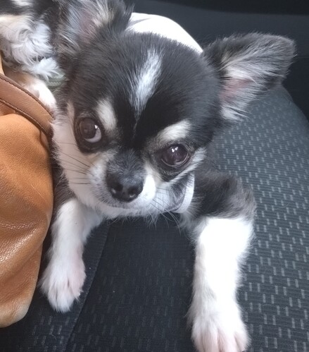 犬 譲ります チワワ 東京都 34419