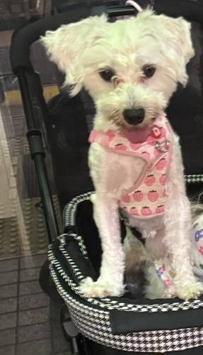 犬 譲ります ミニチュアシュナウザーマルチーズMIX 兵庫県 34422