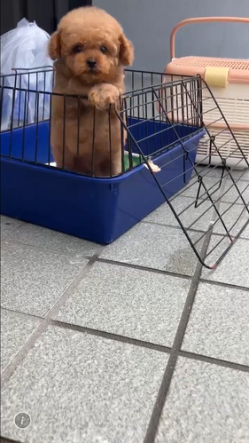 犬 譲ります トイプードル 沖縄県 34424