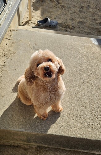犬 譲ります トイプードル 宮城県 34429