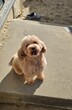 犬の里親 募集 里親募集 34429
