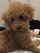 犬の里親 募集 プードルの男の子 34443