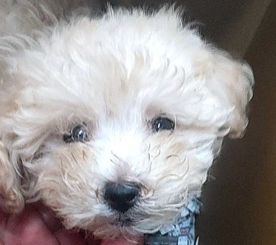 犬 譲ります ポメプー 千葉県 34471