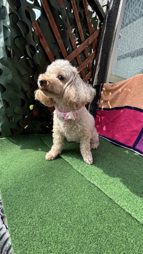 犬 譲ります トイプードル 茨城県 34476