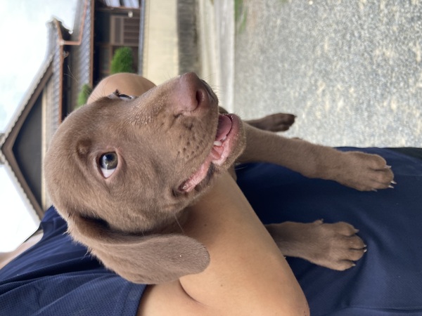 犬 譲ります ワイマラナー、ジャーポ、シバのミックス 香川県 34485