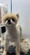 犬の里親 募集 (急募)ポメラニアンの里親さん 34494
