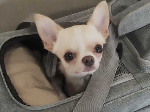 犬 譲ります チワワ 東京都 34497