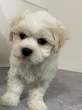 犬の里親 募集 マルプー男の子 34499