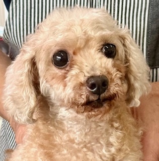 犬 譲ります トイプードル 福岡県 34500