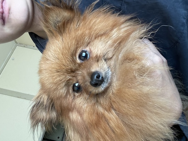 犬 譲ります ポメラニアン 東京都 34504