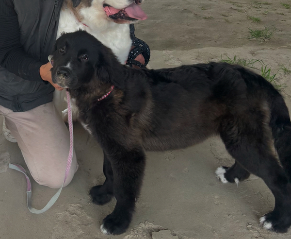 犬 譲ります セントバーナードとゴールデンレトリバーのミックス 福岡県 34514