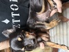 犬の里親 募集 かわいい舌だしロングコートチワワ★メス★ 34521