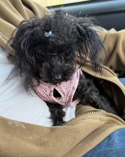 犬 譲ります ティーカッププードル 青森県 34542