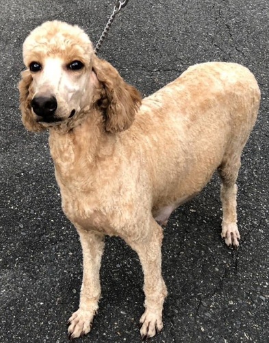 犬 譲ります スタンダードプードル 兵庫県 34543