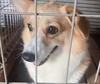 犬の里親 募集 コーギーの女の子♀️ルルちゃん 34544