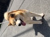 犬の里親 募集 可愛い柴犬です。 34545