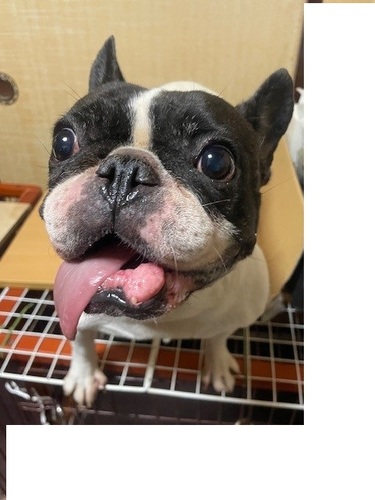 犬 譲ります フレンチブルドッグ 滋賀県 34565