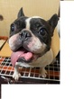 犬の里親 募集 フレンチブルドッグ 女の子 34565