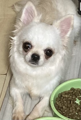 犬 譲ります チワワ 千葉県 34590