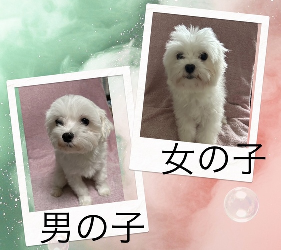 犬 譲ります マルチーズ 神奈川県 34621