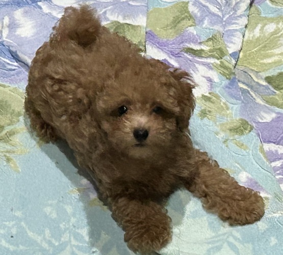 犬 譲ります 神奈川県 34640
