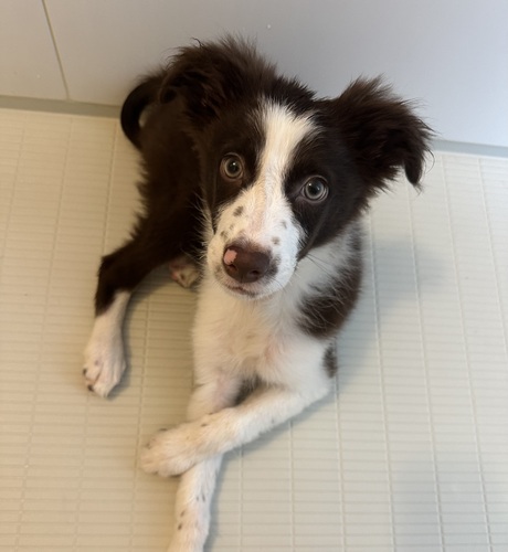犬 譲ります ボーダーコリー 北海道 34650
