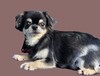 犬の里親 募集 里親募集 34662