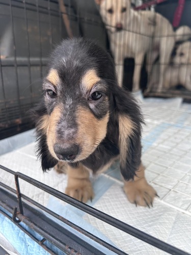 犬 譲ります ミニチュアダックスフンド 滋賀県 34678