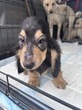 犬の里親 募集 4ヶ月のMダックス 34678
