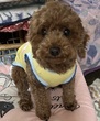 犬の里親 募集 トイプードルドレミちゃんサイト名ワンコNoをお知 34688