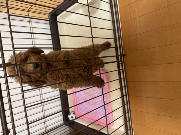 犬 譲ります プードル 大分県 34693
