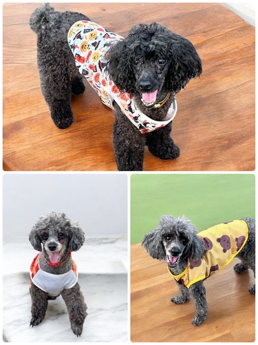 犬 譲ります トイプードル 滋賀県 34759