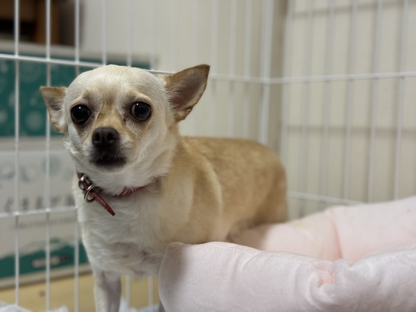 犬 譲ります チワワ 東京都 34778