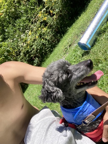 犬 譲ります トイプードル 北海道 34795