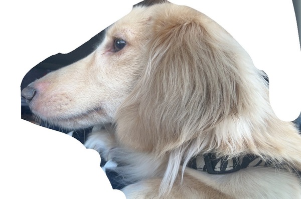 犬 譲ります ミニチュアダックスフンド 千葉県 34798