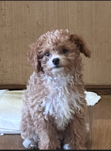 犬 譲ります ポメプー 宮崎県 34804