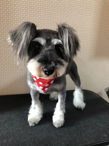 犬 譲ります ミニチュア・シュナウザー 福岡県 34806