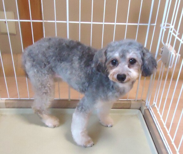 犬 譲ります トイプードル 大阪府 34827