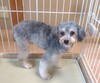 犬の里親募集 34827