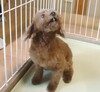 犬の里親募集 34828