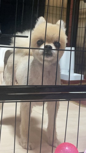 犬 譲ります ポメラニアン 滋賀県 34831