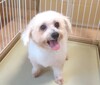 犬の里親募集 34832